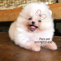 کوچولوهای جیبی همه رنگ و همه سایز