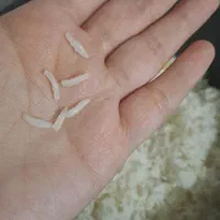 برنج خوشپخت ، به شرط پخت ، تضمینی|خوردنی و آشامیدنی|تهران, ونک|دیوار