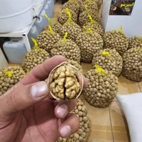 فروش گردو پوست نازک وارداتی