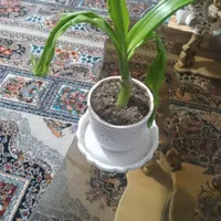 سلام ، گل آپارتمانی جوان خاک برگ و گلدان سرامیکی|گل و گیاه طبیعی|فولادشهر, مسکن مهر فولادشهر|دیوار