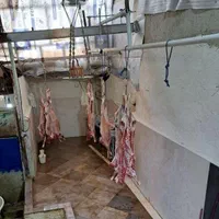 پخش گوسفند زنده ۲۴ساعته همه روزه کل کرج باقصاب|حیوانات مزرعه|کرج, جهان‌شهر|دیوار