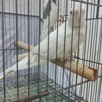 نر دو کت ماده آلبینو|پرنده|رشت, رودبارتان|دیوار