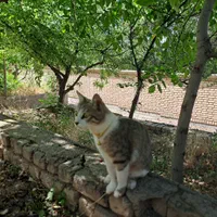 ۵ میلیون تومان مژدگانی برای پیدا کردن گربه|حیوانات|زنجان, |دیوار