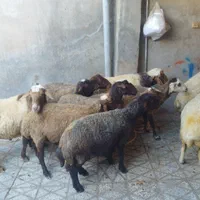 برهنر برای کشتار و میش و شیشک و بز|حیوانات مزرعه|بروجرد, |دیوار