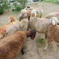 دام زنده در البرز ارسال با قصاب دهقان|حیوانات مزرعه|کرج, عظیمیه|دیوار