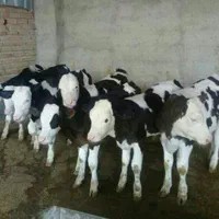 مرکز فروش و پخش گوساله سیمینتال استان گلستان|حیوانات مزرعه|خمینیشهر, |دیوار