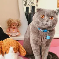 جفتگیری با ماده شما