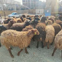 گوسفند زنده بابارکدتاییدییه دامپزشکی« برای قربانی»|حیوانات مزرعه|تهران, مجیدیه|دیوار