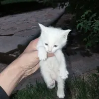 واگذاری بچه گربه