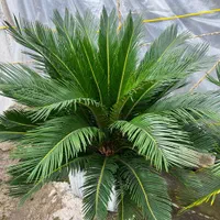 سیکاس ۱۰ساله|گل و گیاه طبیعی|رشت, تازه آباد|دیوار