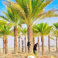 اقلیم قم خیلی کم آبه نخل یه گزینه خوبه پالم