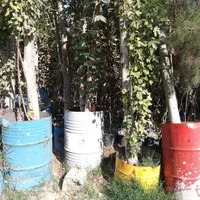 جعبه ای گلدانی توت کاکوزا انگور مو نهال درخت فروشی|گل و گیاه طبیعی|تهران, باغ خزانه|دیوار