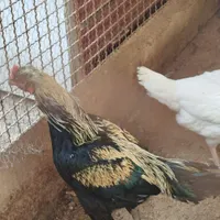 خروس لاری اصیل فروشی|پرنده|تربت‌حیدریه, رباط سفلی|دیوار