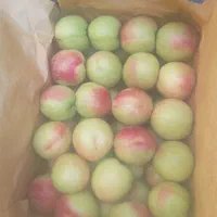 سرکارگر