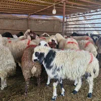 گوسفند زنده الو دام تحویل درمحل باقصاب خوش اخلاق|حیوانات مزرعه|تهران, پونک|دیوار