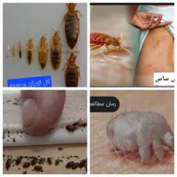 سمپاشی سوسک وساس و.. سم پاشی ضد عفونی ساختمان|خدمات نظافت|تهران, تهرانپارس غربی|دیوار