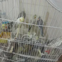 عروس هلندی خانگی|پرنده|اصفهان, بهرام‌آباد|دیوار