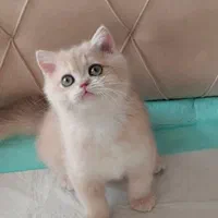 شهر گربه ی ایران کتز مجموعه اشرافی|گربه|شیراز, ابیوردی|دیوار