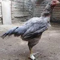 تخم نطفه دار لاری اصیل افغان و گلین با ۹۰درصد نطفه|حیوانات مزرعه|ماهدشت, |دیوار