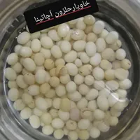 حلزون آچاتینا و آلبینو سوپر مولد|خزنده|زنجان, |دیوار