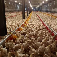 بلدرچین وبلک وکاکلی پامشکی جوجه گوشتی|حیوانات مزرعه|ایلام, |دیوار