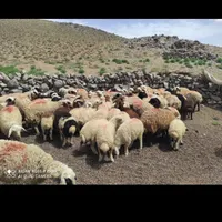 بره بره بره