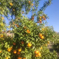 فروش باغ مرکبات دره باشت پل بریم