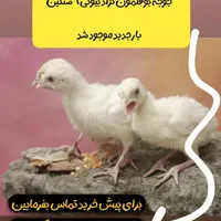 انوااع جوجه عمده قسططی شرایطی +مشاوه سالن پرورش|حیوانات مزرعه|تهران, اتابک|دیوار