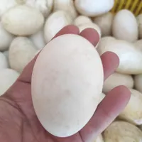 پخش مرغ اردک غاز بوقلمون بلدرچی.ن و ...|خوردنی و آشامیدنی|زنجان, |دیوار