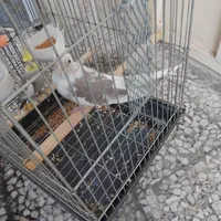 ماده آلبینو دوکت