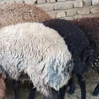 بره نر و ماده شیشک و گوسفند|حیوانات مزرعه|قزوین, |دیوار