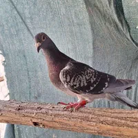 کبوتر پلاکی مسافت بلند درجه یک
