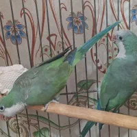 طوطی  راهب گمشده