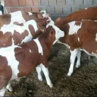 فروش گوساله سمینتال هلشتاین اصیل نرماده