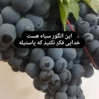 انگور شانی دیم شیراز سفید بیدونه|خدمات باغبانی و درختکاری|تهران, شهرک شریعتی|دیوار