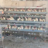 فروش گله مرغ لگهورن تخمگذار سفید در شهریار|حیوانات مزرعه|تهران, سعادت‌آباد|دیوار