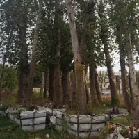 نهال درخت گل و گیاه ودرخت انجیر زیتون انگور گردو|عمده‌فروشی|تهران, باغ خزانه|دیوار