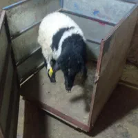 گوسفند زنده شرق تهران با قصاب مجرب