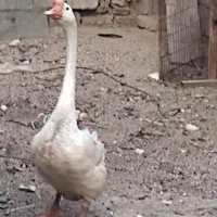 غوغاز
