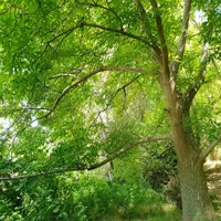 باغ گردو ثمری در منطقه زیبای سپیدان، سربست زیبا|فروش خانه و ویلا|شیراز, گویم|دیوار