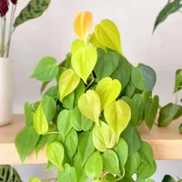 قلمه گل و گیاهان آپارتمانی|گل و گیاه طبیعی|شیراز, شهرک فرهنگیان|دیوار
