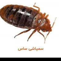 سمپاشی موریانه ساس عقرب سوسک سم پاشی مار