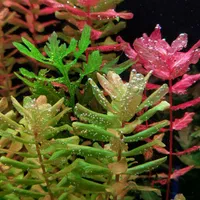 گیاه روتالا تولونادنسیس Rotala Tulunadensis|ماهی|تهران, یوسف‌آباد|دیوار