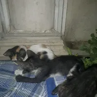 واگذاری سه توله گربه چهار ماهه
