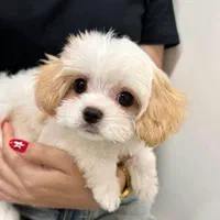 توله سگ خانگی پودل|سگ|کرج, شهرک جهاننما|دیوار