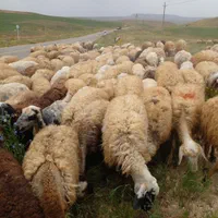 گوسفند زنده مغان افشار کردستان پرواری گوشتی مرغوب