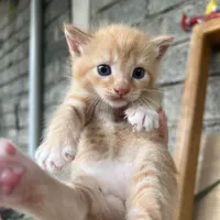گربه