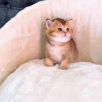 گربه اسکاتیش بریتیش پرشین ملوس و آپارتمانی|گربه|آبادان, |دیوار