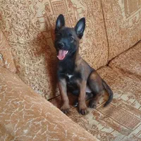 مالینویز درجه یک