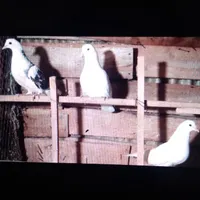 کبوتر همه باهم تک فروش نمیرود|پرنده|رشت, حمیدیان|دیوار